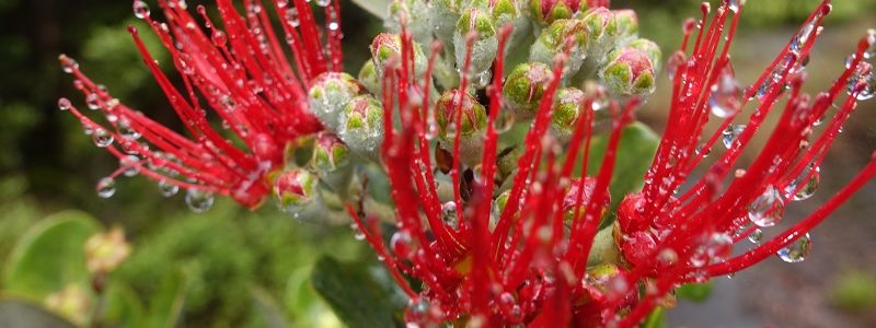 Plants of Hawaii