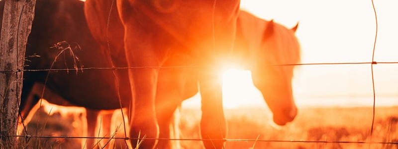 Year of the Fire Horse