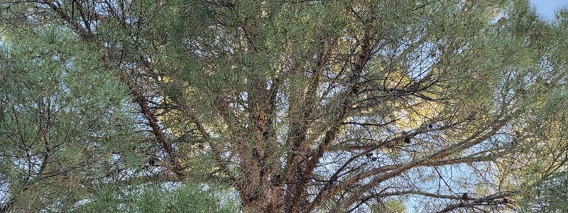 Time for a Natural Reset