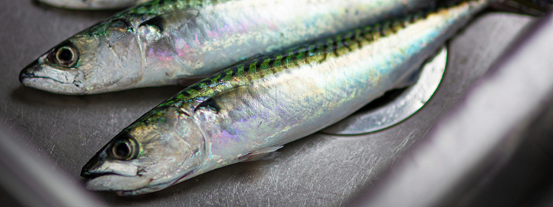 sardines